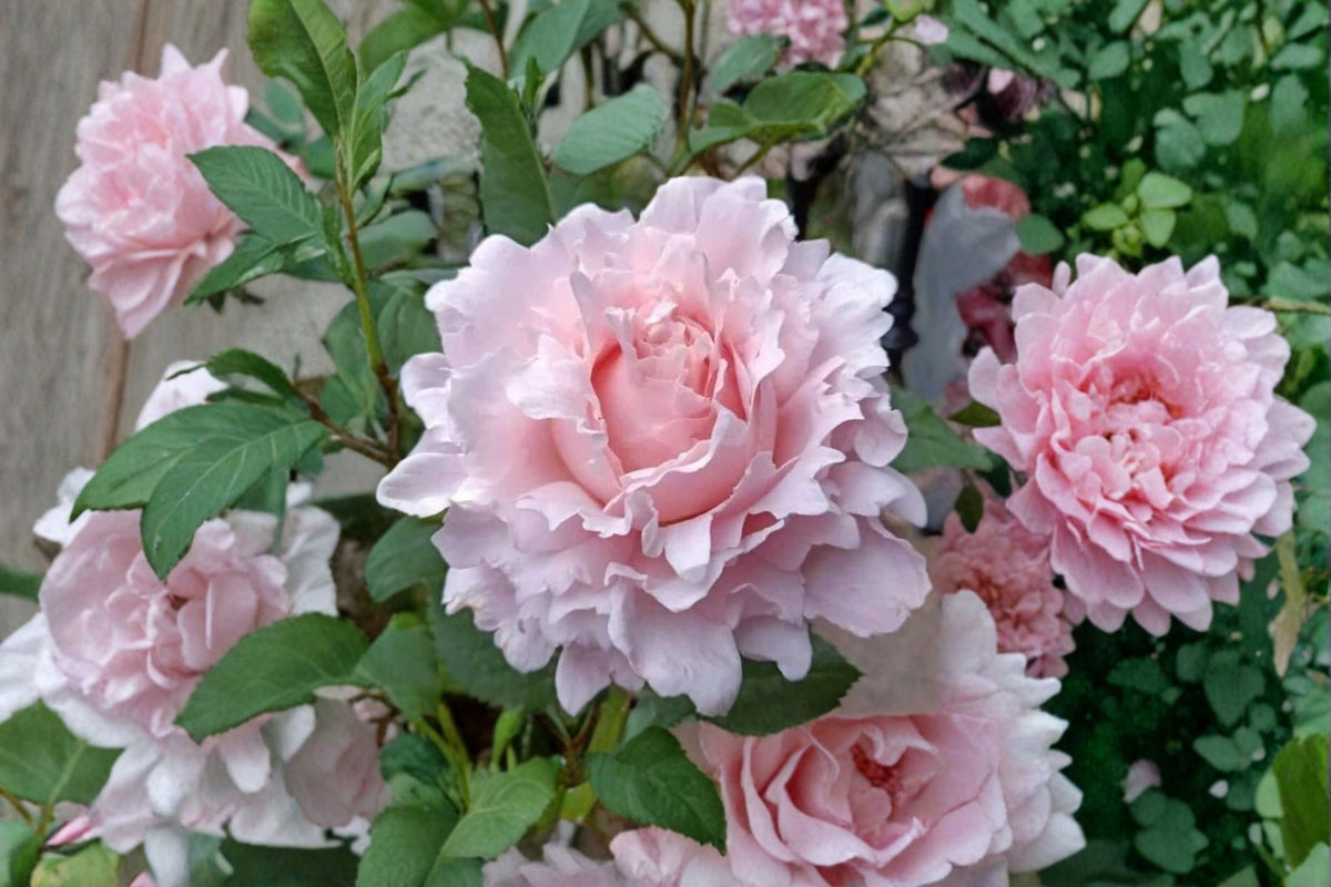 Sophie Rochas Rose Live Plant – Fragrant French Cut Rose for Garden and Floral Arrangements