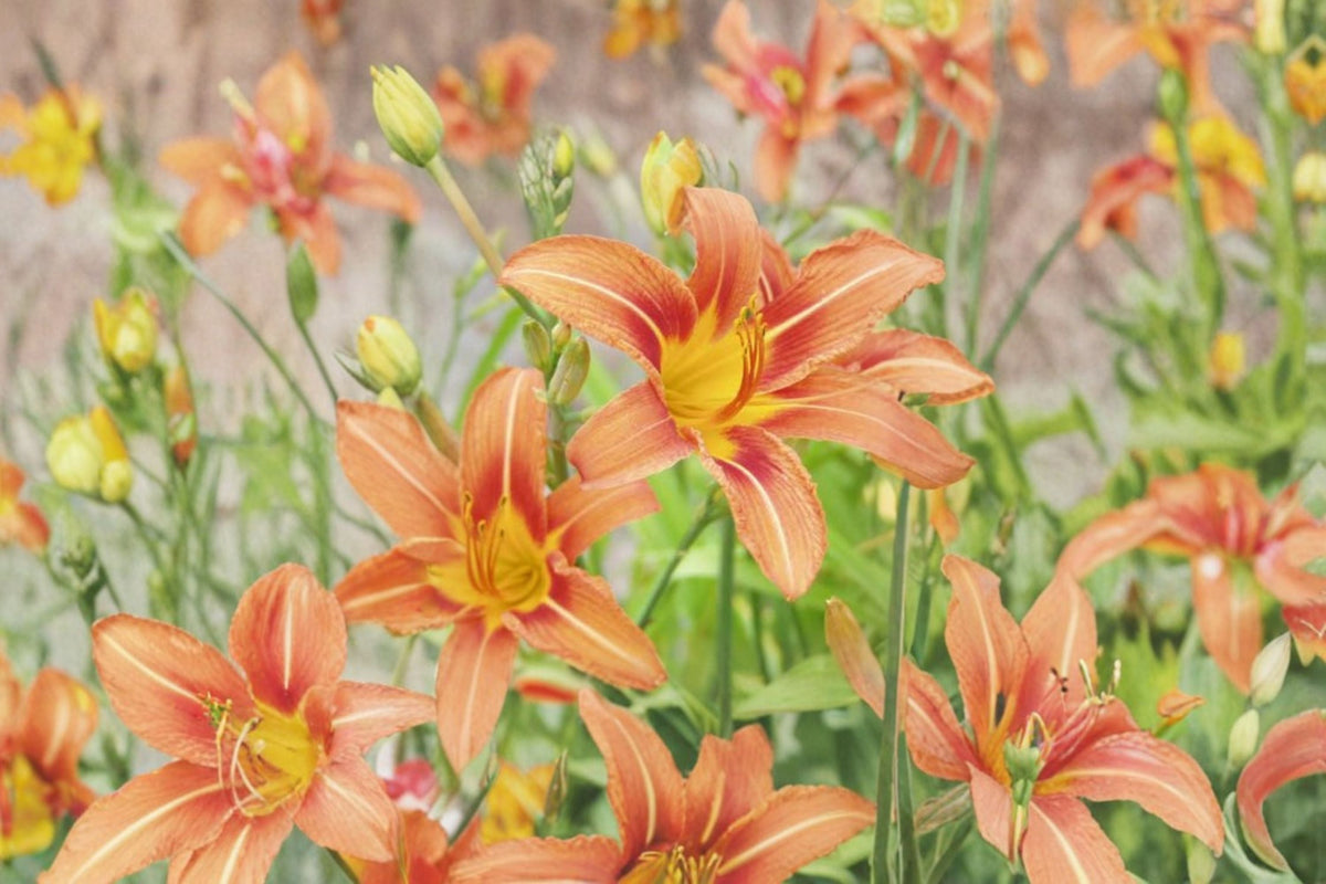 Orange Daylily Live Plant – Bare Root Hardy Perennial Flower