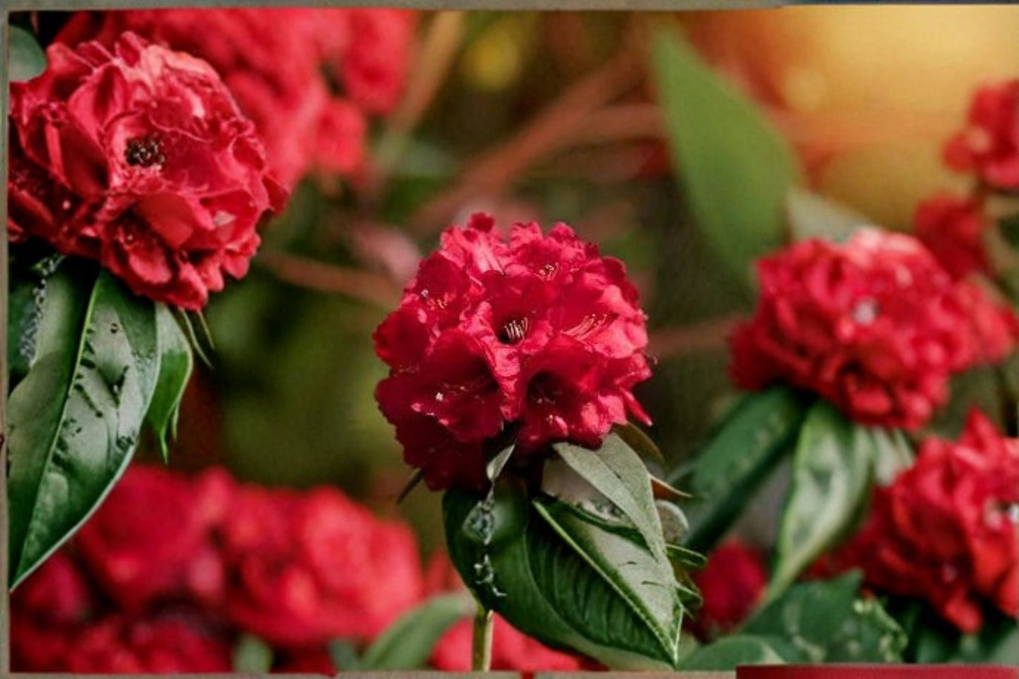 Holden Red Rhododendron Live Starter Plant in L7 Pot | Evergreen Flowering Shrub