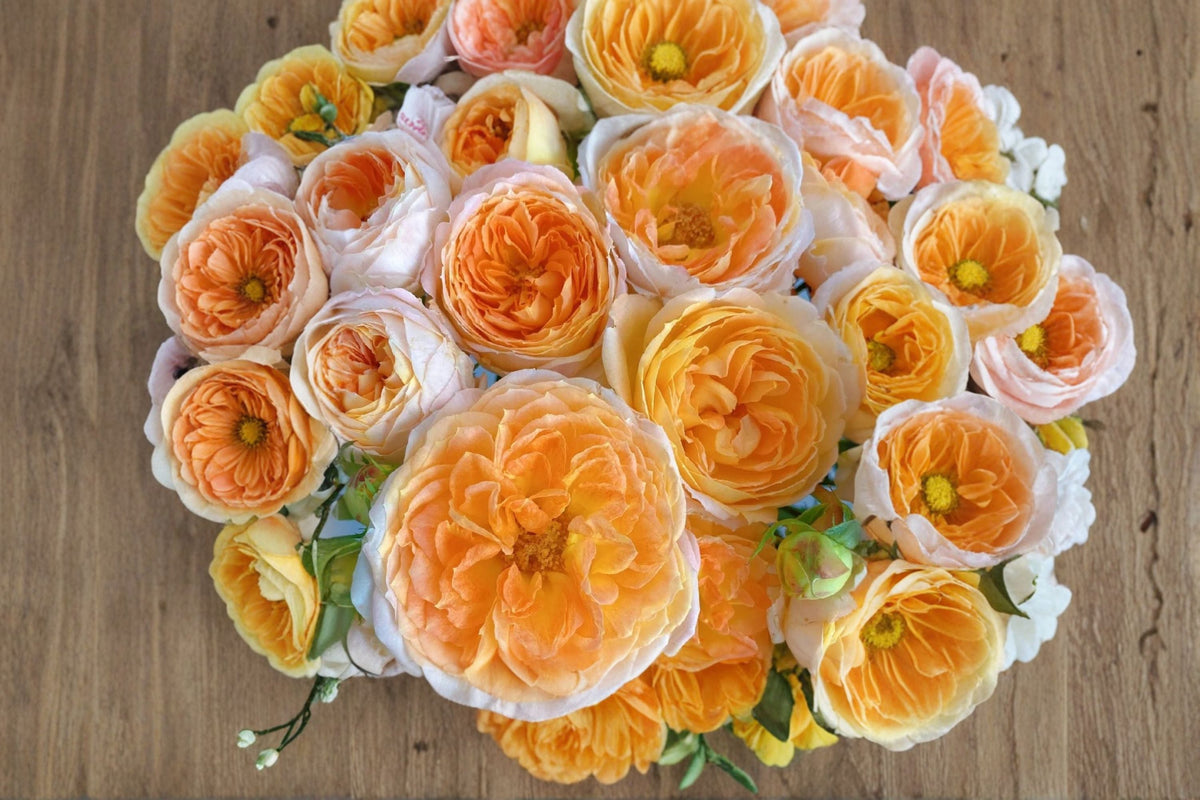 Princess Aiko Rose Live Plant – Salmon Pink Peony Rose, Ornamental Garden Shrub