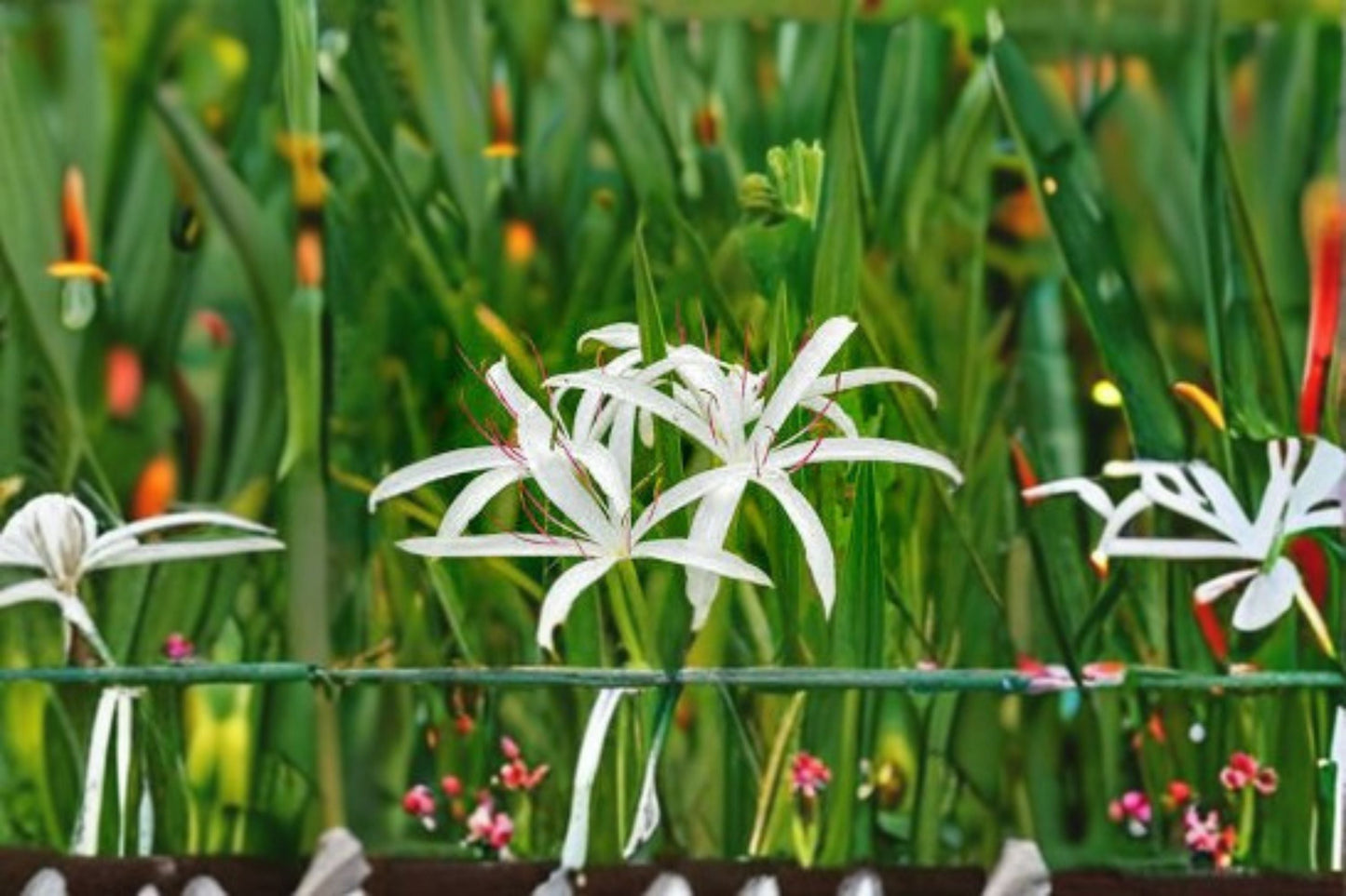 Crinum Americanum Live Bulb – White Pink Swamp Lily for Moist Gardens