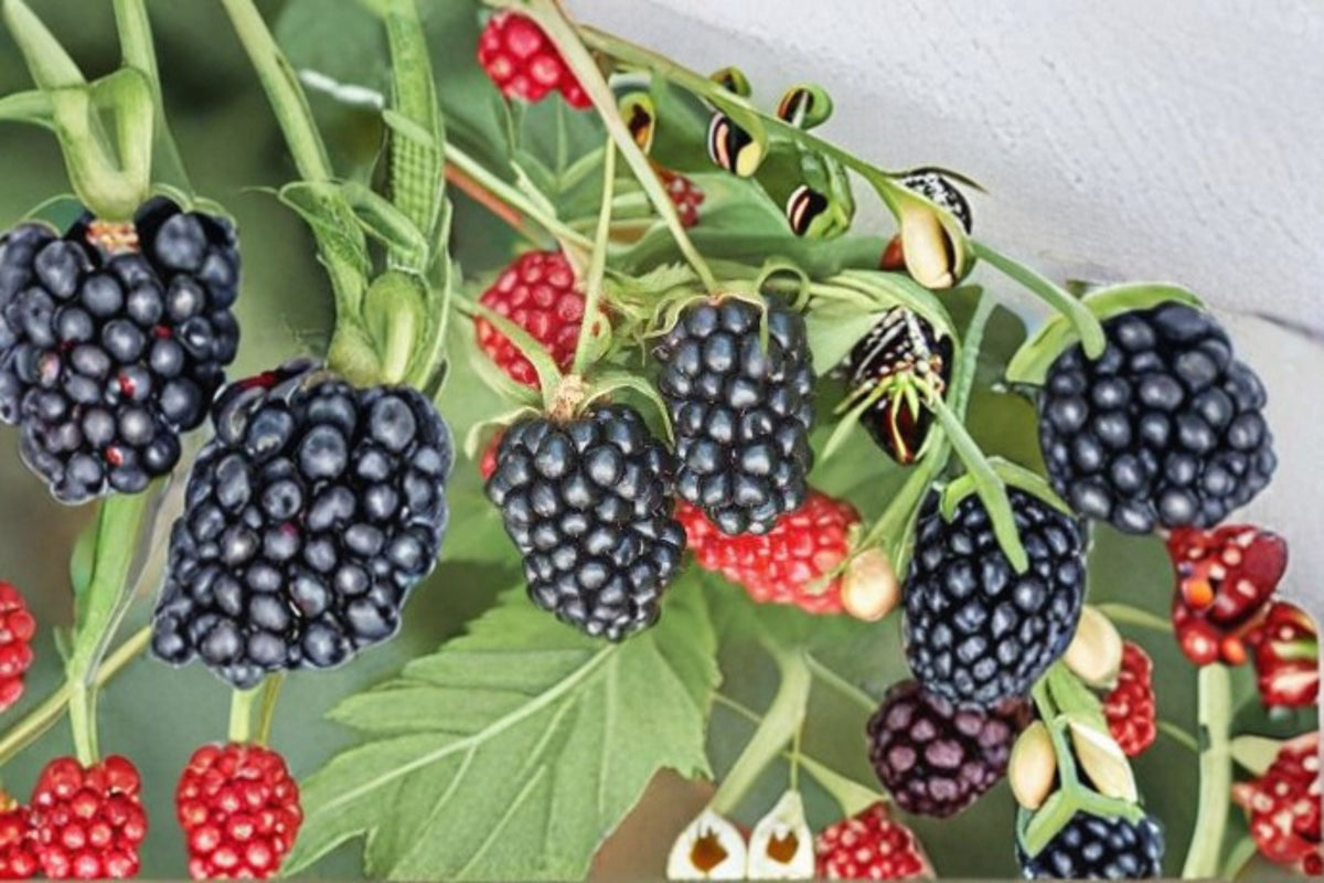 Apache Blackberry Live Plant – Thornless Bramble with Sweet Large Blackberries