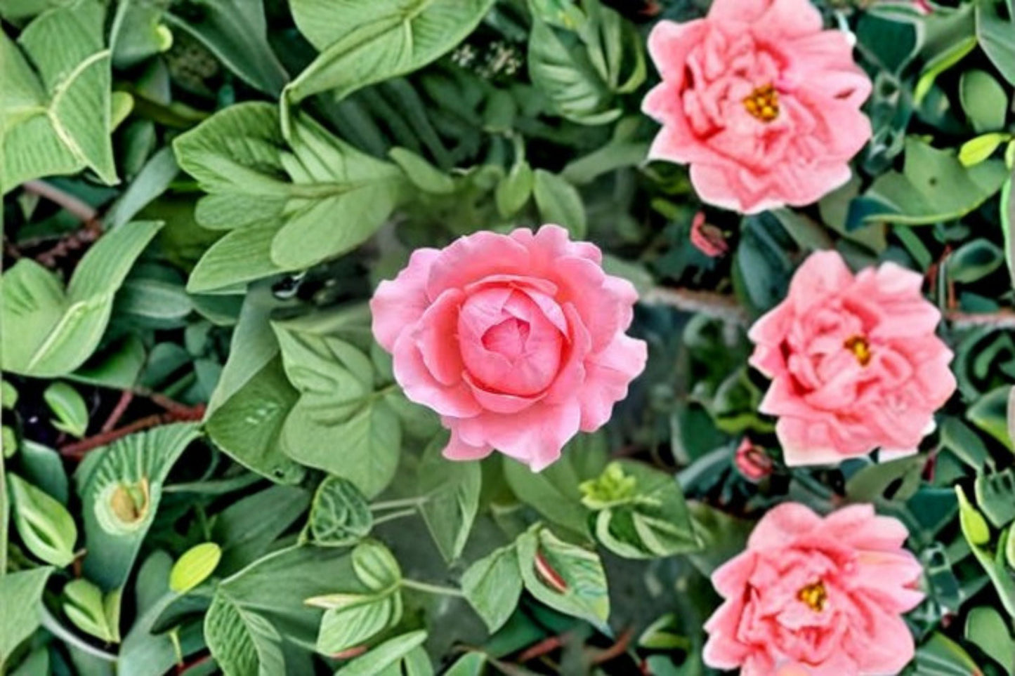 Anne-Sophie Pic Rose Live Plant – Fragrant, Heat Resistant Ornamental Rose
