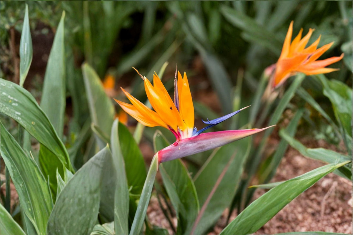 Bird of Paradise 2 Plants – Mandela's Gold & White Strelitzia | Tropical Perennials