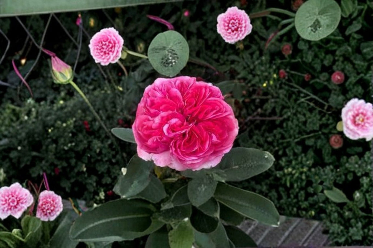 Love's Me Love's Me Not Rose Live Plant – 1.5 Gal Pink Fragrant Rose