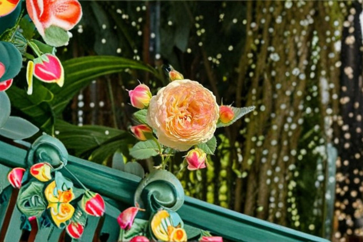 Rosomane Janon Rose Live Plant – Fragrant French Repeat Blooming Garden Rose