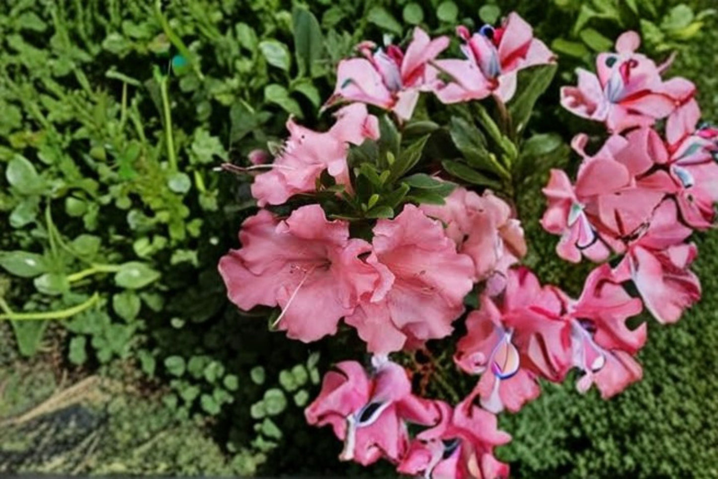 Pink Gumpo Dwarf Azalea Live Starter Plant – Evergreen Rhododendron Shrub