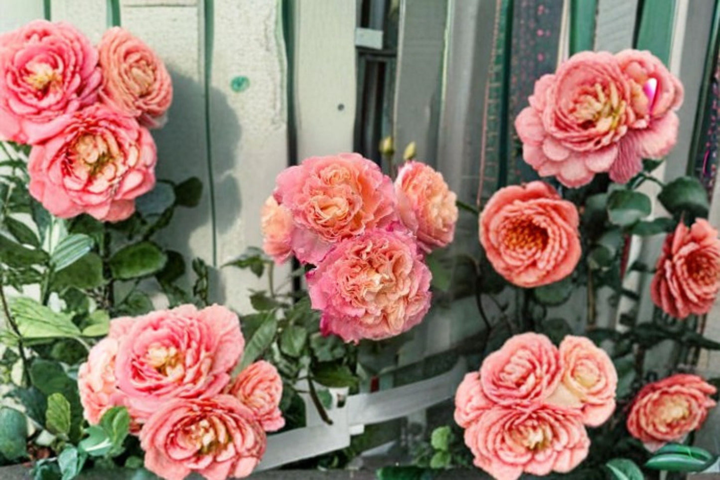 Augusta Luise Rose Live Plant – Fragrant Repeat Blooming Cut Rose