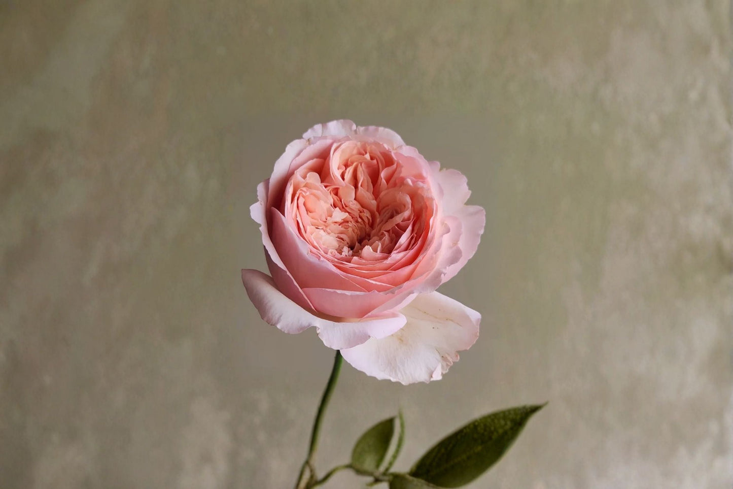 Salmanasar Rose Live Plant – Apricot Pink Fragrant Cut Rose from Ecuador