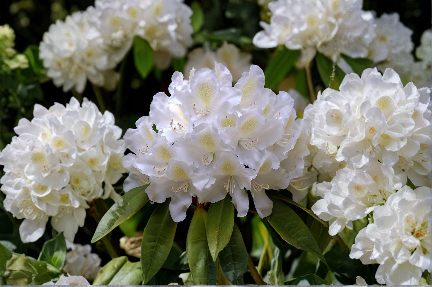 Great Laurel Rhododendron Live Bare Root Plant – Rhododendron maximum Evergreen Shrub