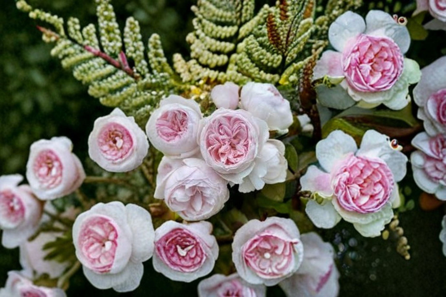 Earth Angel Rose Live Plant – 1.5 Gal Blush Pink Floribunda Rose