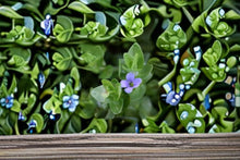 Lemon Bacopa Live Plant – Bacopa monnieri Aquatic Perennial for Water Gardens