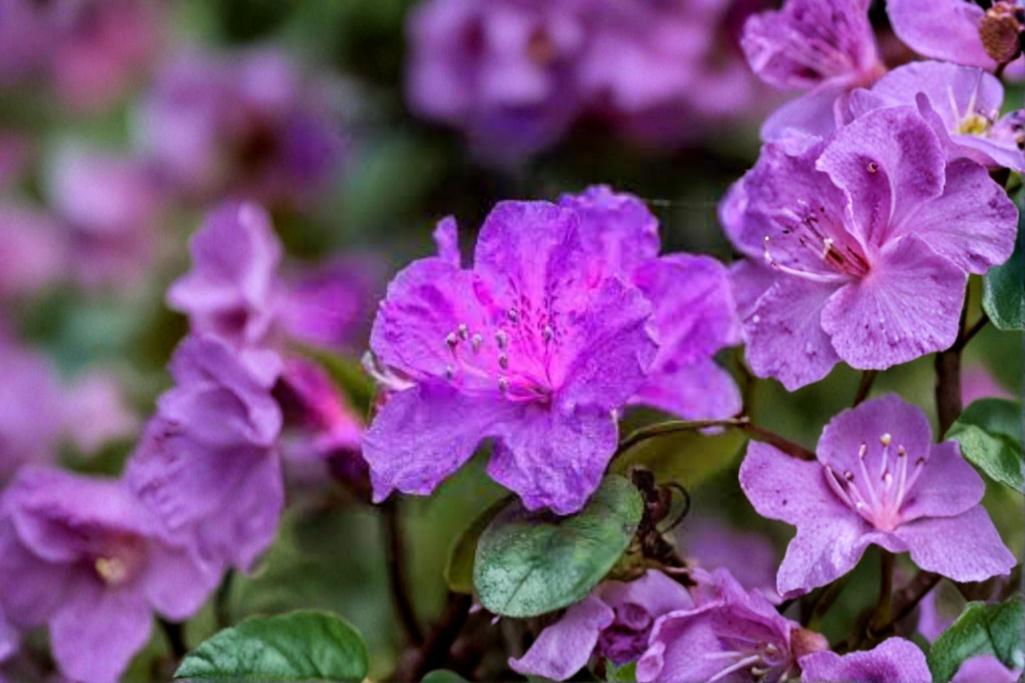 Purple Azalea Live Plant – 10 Inch Tall Flowering Shrub in 4 Inch Pot
