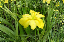 Louisiana Yellow Iris Live Plant – Bare Root Pond Iris for Aquatic Gardens