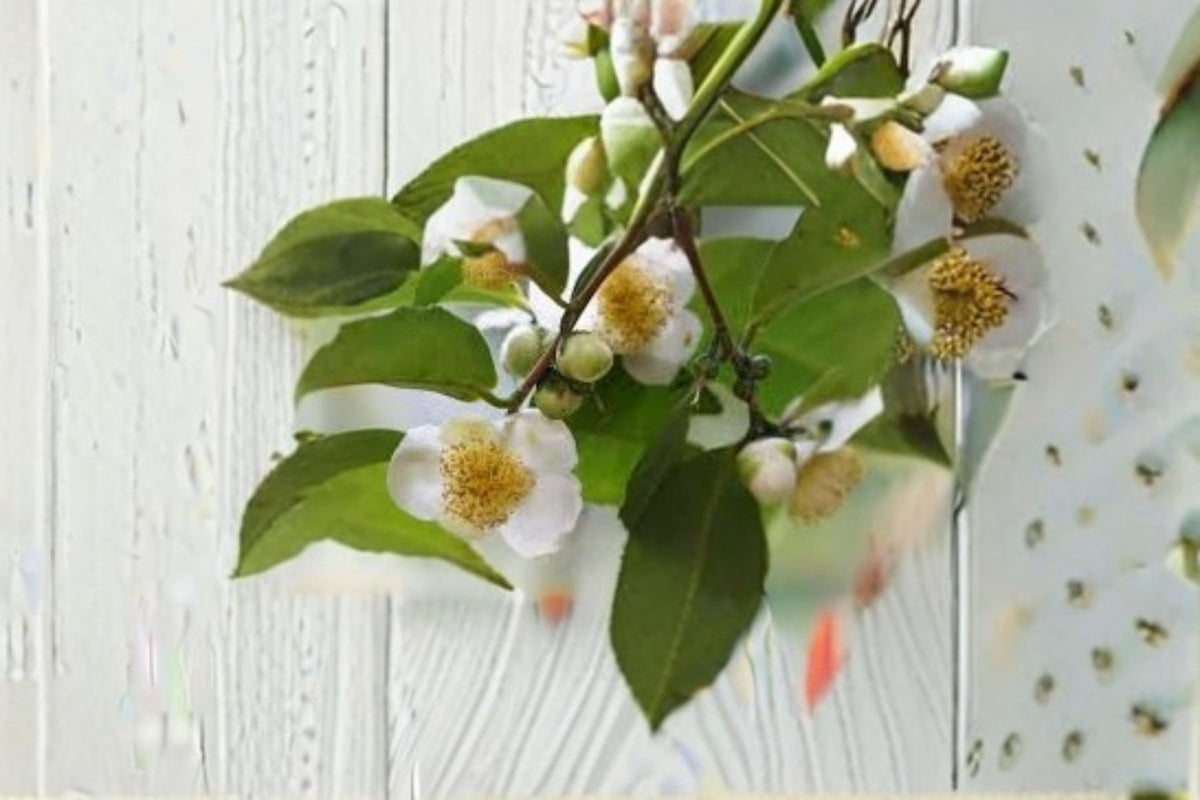 Camellia Tea Plant Live Starter Shrub Tree Large Leaf sinensis assamica