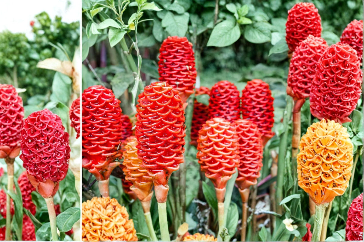 2 Live Shampoo Ginger Plants (Zingiber zerumbet) - 8–12 Inch Tall Awapuhi