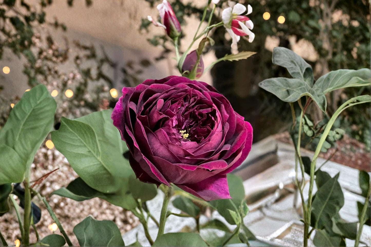 Royale Rose Live Plant – Fragrant Japanese Own Root Shrub Rose