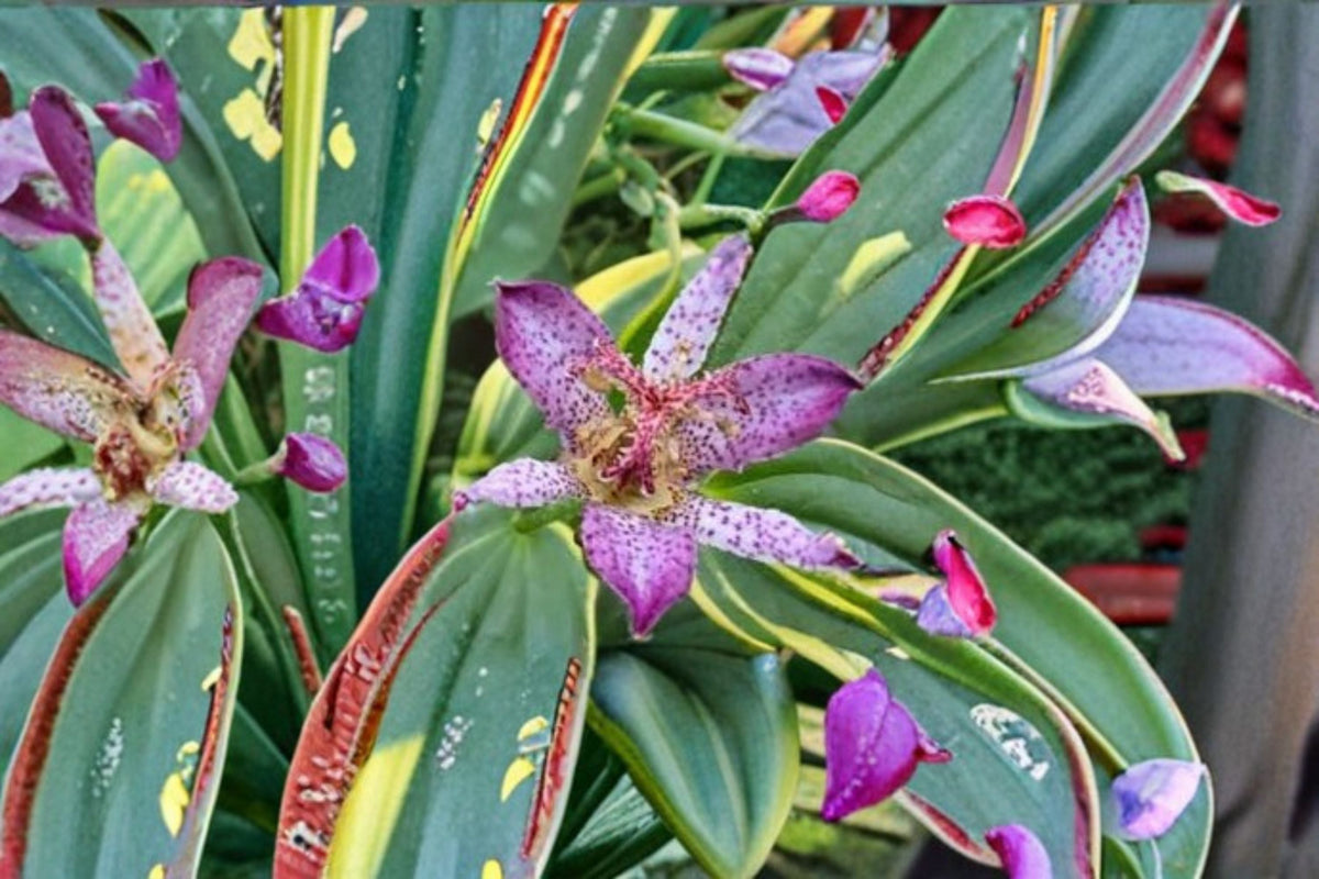 Autumn Glow Toad Lily Live Starter Plant – Tricyrtis formosana Shade Perennial