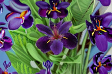 Black Gamecock Louisiana Iris Live Plant – Purple Pond Iris Rhizome