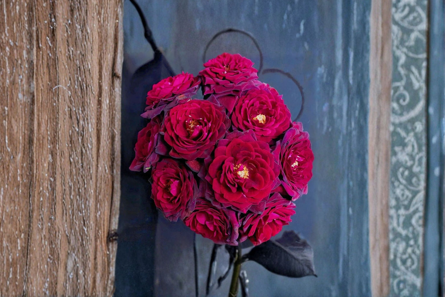 Black Caviar Rose Live Plant – Fragrant Repeat Blooming Ornamental Rose