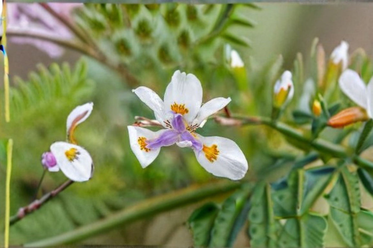 African Iris Live Plant – White Flowering Evergreen Perennial Dietes grandiflora