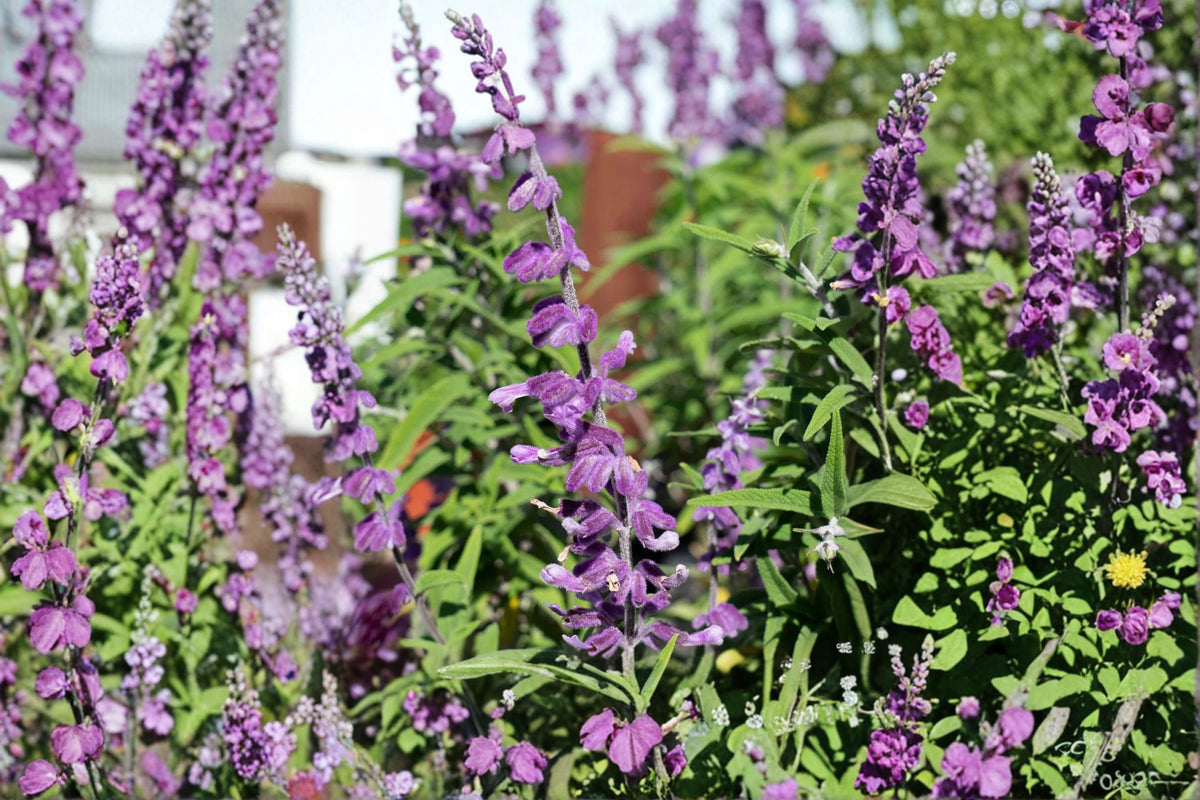 Santa Barbara Mexican Sage Live Starter Plant – Salvia leucantha 'Santa Barbara' | Ornamental Perennial Shrub