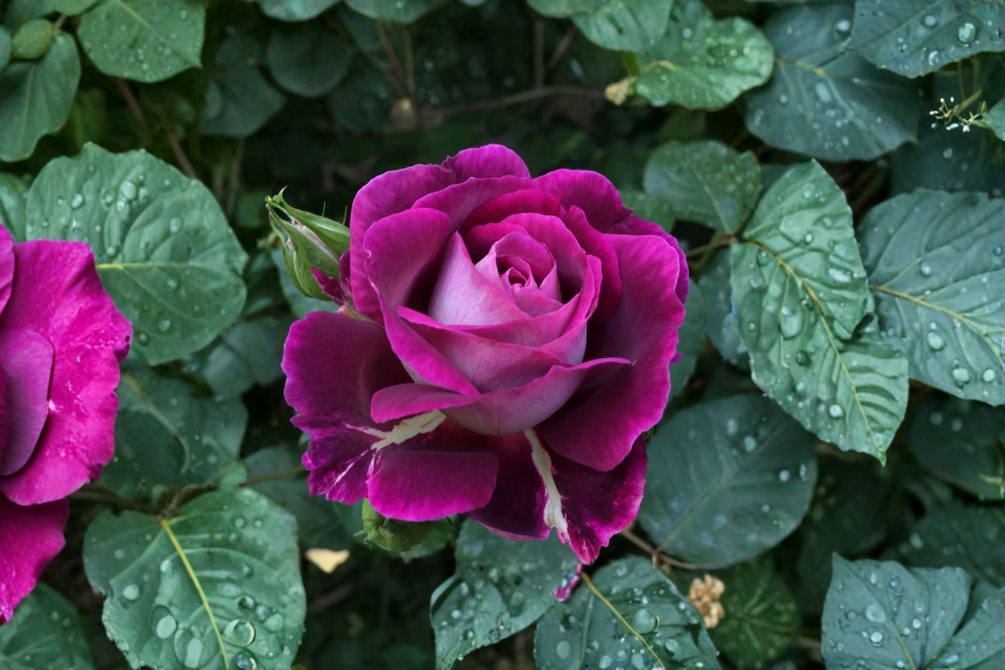 Huddersfield Choral Society Rose Live Plant – Purple Fragrant Garden Rose