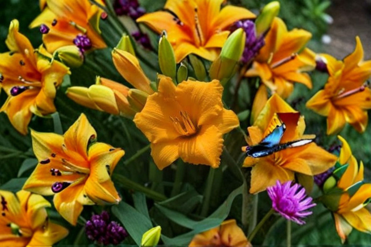 Little Gold Nugget Daylily Live Plant – Bare Root Perennial with Golden Blooms