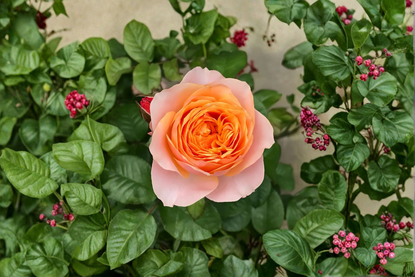 Vuvuzela Rose Live Plant – Fragrant Own Root Garden Rose, Repeat Blooming Coral Pink Apricot Shrub