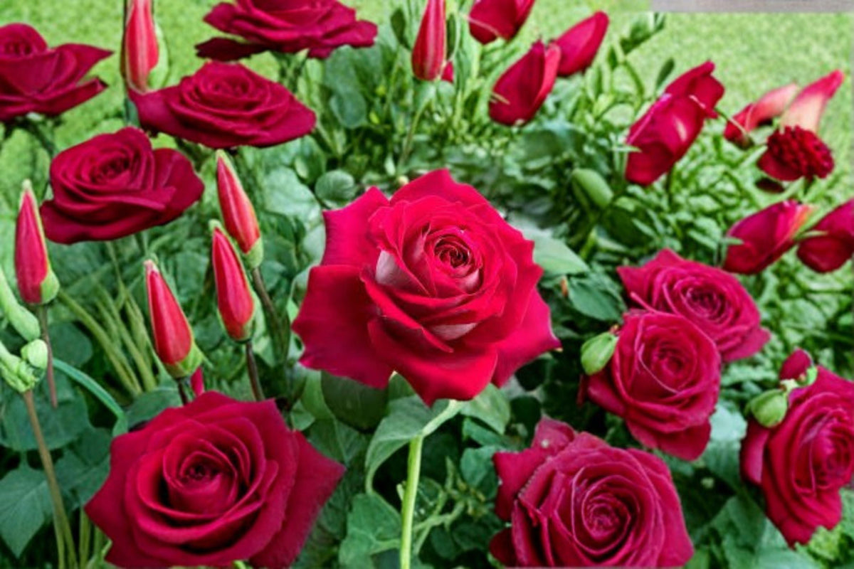 Monica Bellucci Rose Live Plant – Fragrant Own Root Shrub Cut Rose