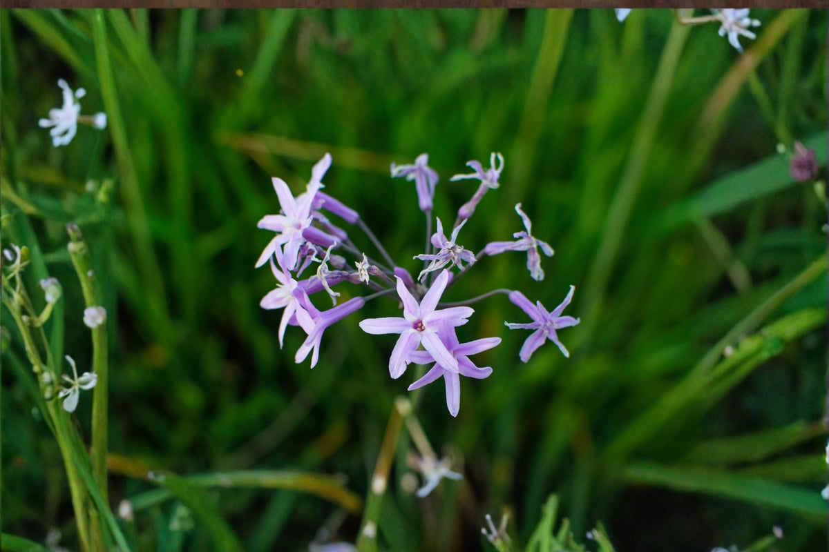 Society Garlic Live Plant – Lilac Pink Flowering Perennial with Blue-Gray Foliage
