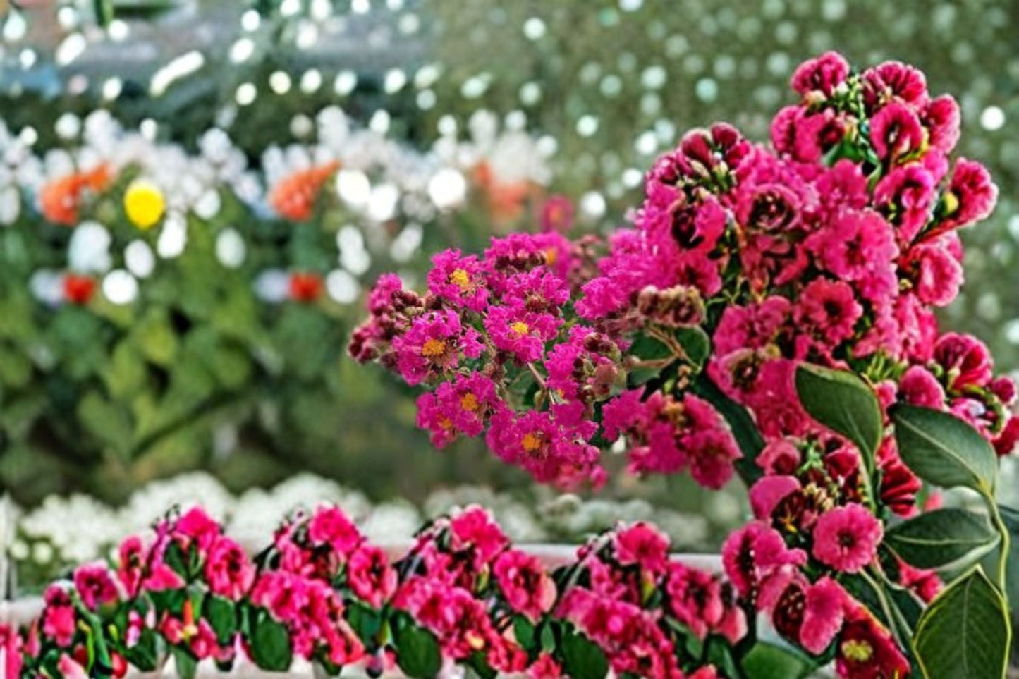 Tonto Crape Myrtle Live Plant – Hot Pink Flowering Tree for Landscape