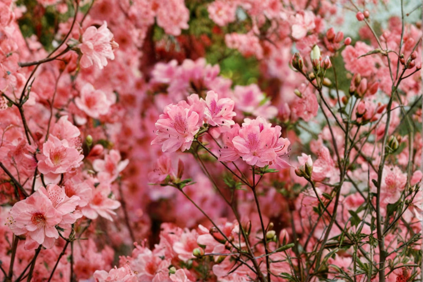 Hampton Beauty Azalea Live Plant 1 Quart - Evergreen Pink Flowering Shrub