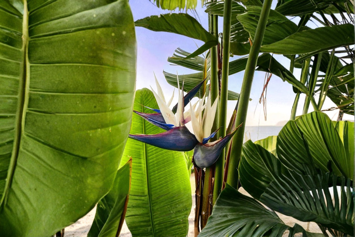 White Bird of Paradise Live Starter Plant – Strelitzia nicolai Tropical Evergreen