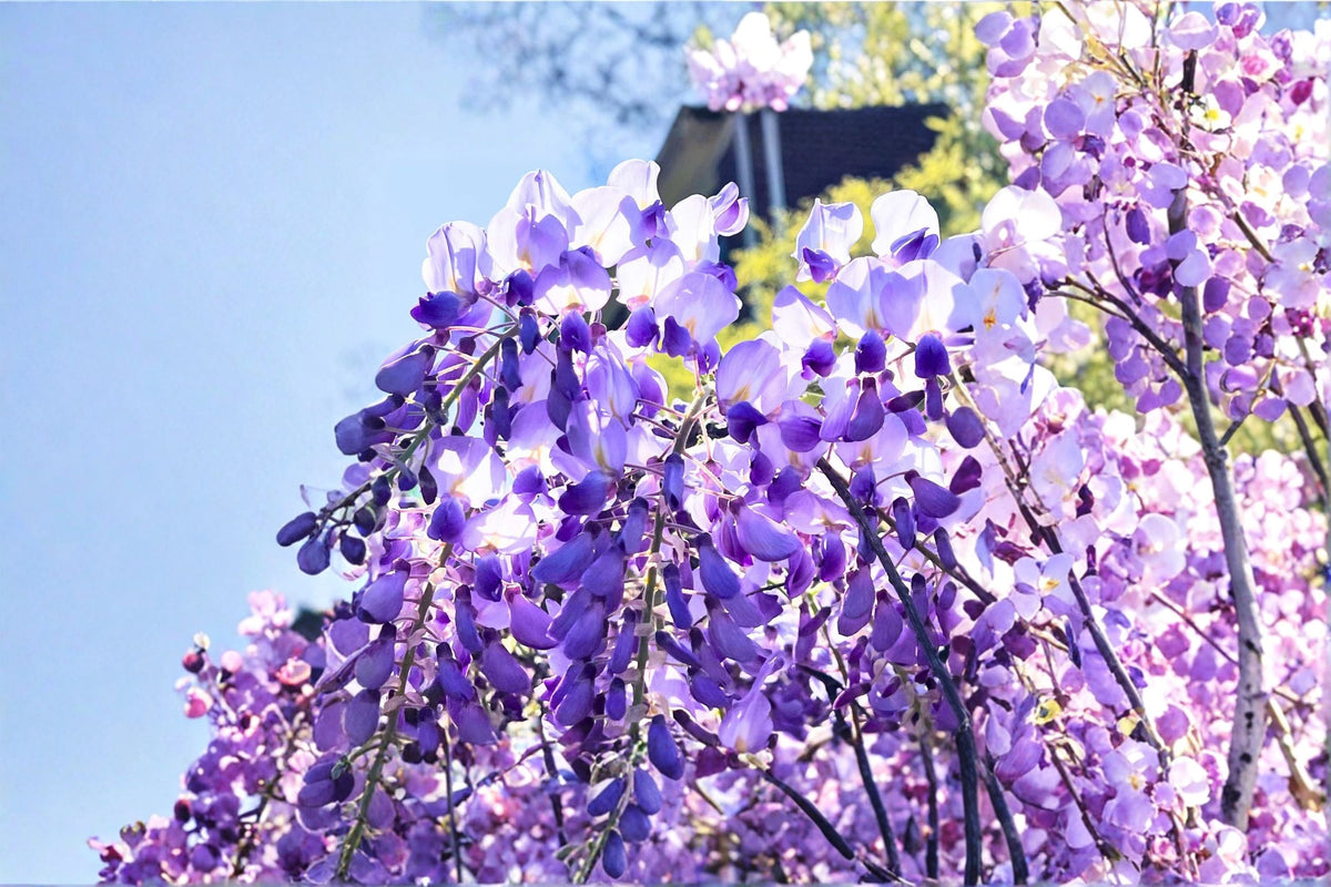 Lavender Wisteria Live Plant – Flowering Wisteria Vine Tree for Trellises and Pergolas