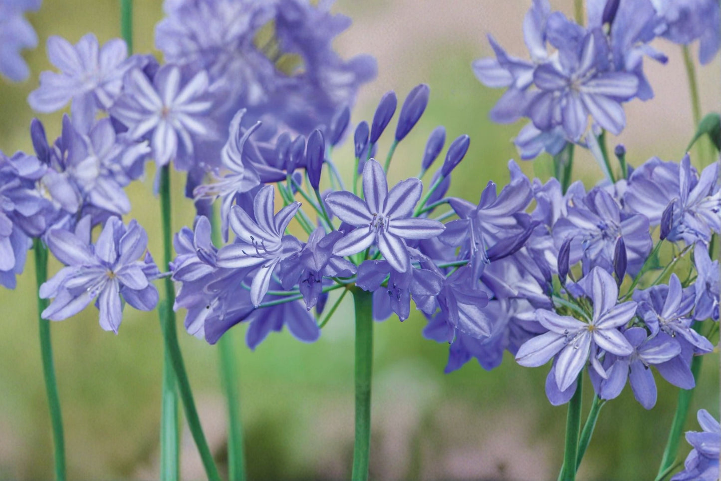 Agapanthus Live Plant – Lavender Lily of the Nile Perennial Flowering Plant