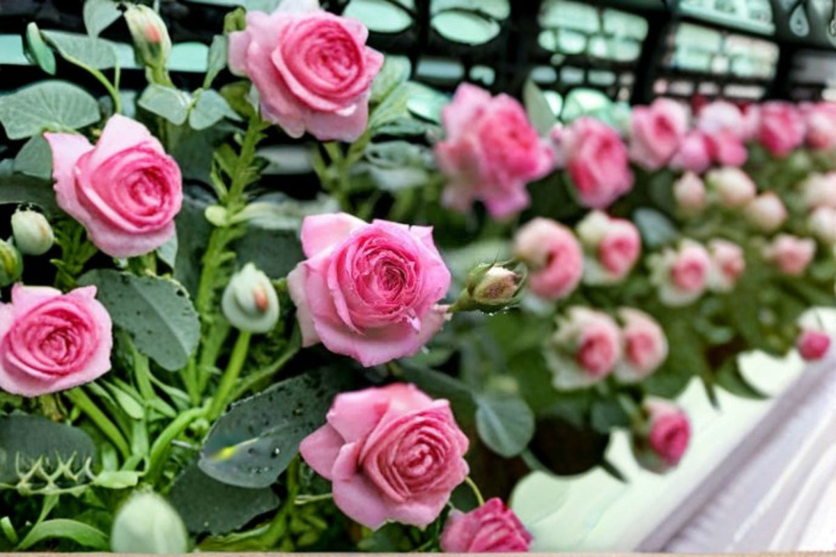 Eden Climbing Rose Live Plant – Pink Fast Growing Climbing Rose
