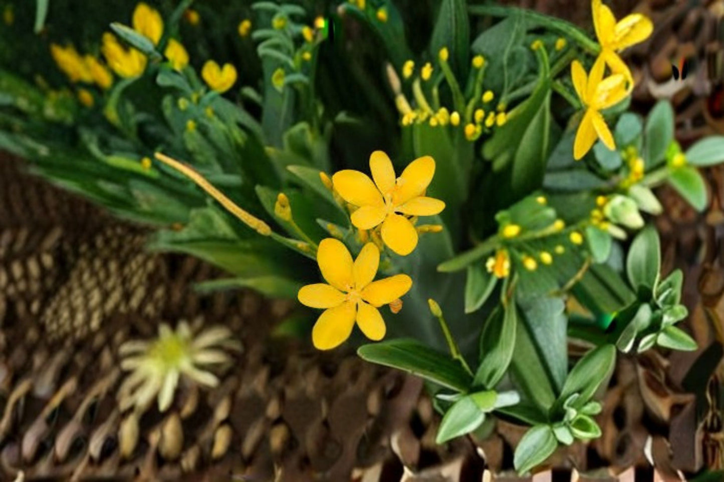 Yellow Blackberry Lily Live Plant – Belamcanda chinensis Perennial Flowering Plant