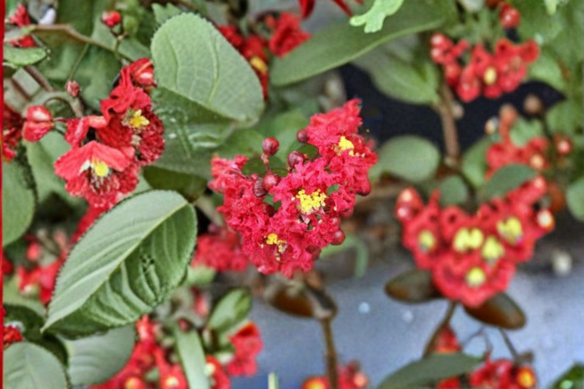 Dynamite Crape Myrtle Live Plant – Red Flowering Ornamental Tree