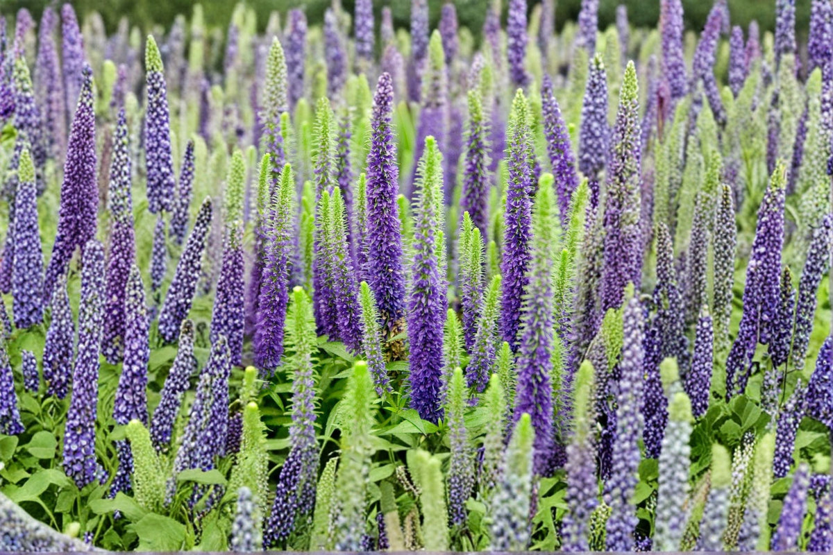Veronica Speedwell Live Plug Plant – Pink Flowering Perennial, Deer Resistant