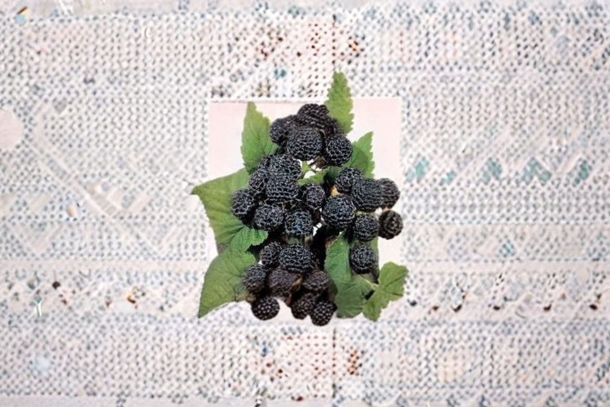 Jewel Black Raspberry Live Starter Plant – Rubus occidentalis – Zones 4–8