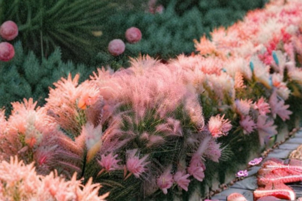 Muhly Grass Live Plant – Pink Ornamental Grass Ground Cover | Muhlenbergia capillaris