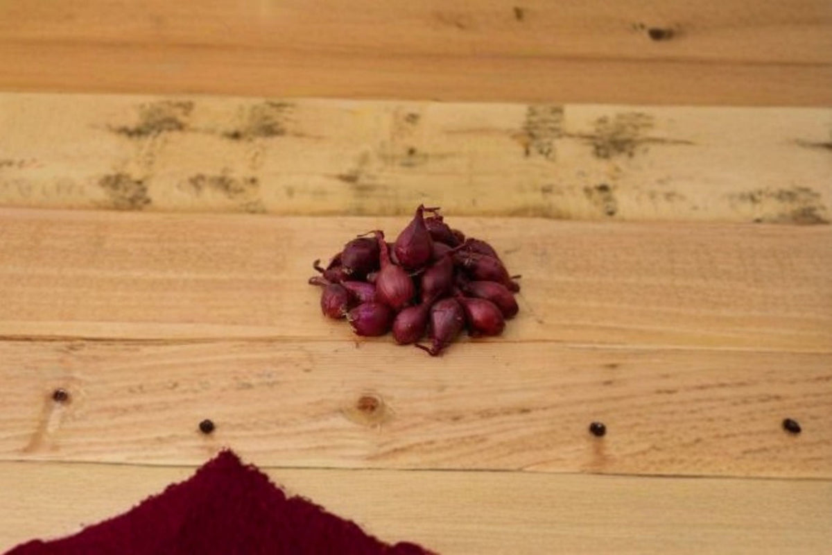 4 Lbs Red Baron Onion Sets | Easy Grow Bulbs for Vegetable Gardens