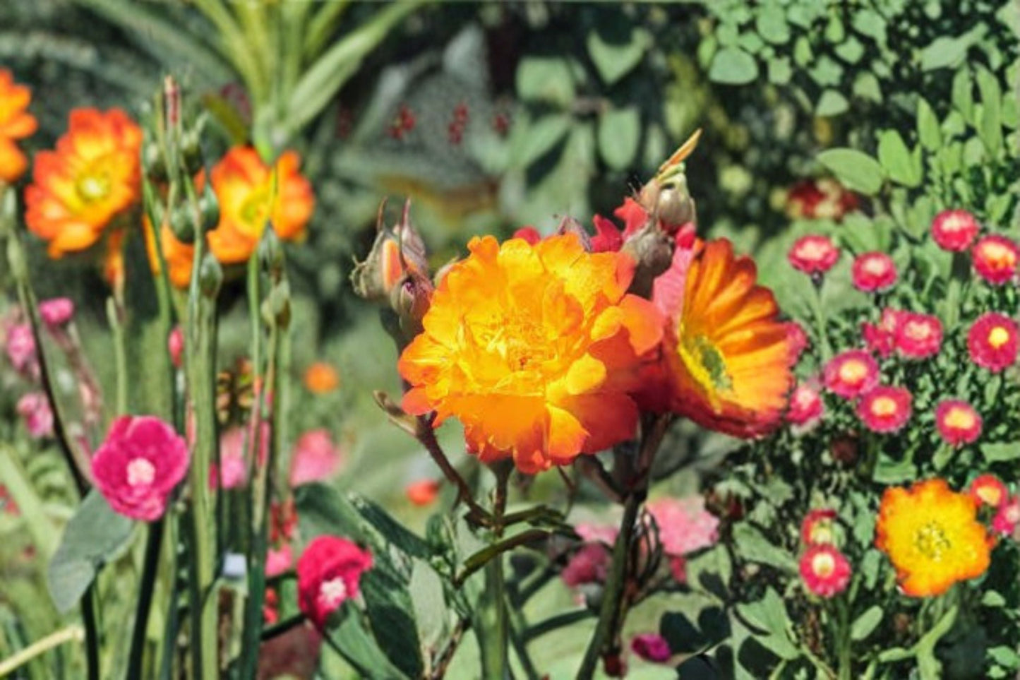 Piñata Climbing Rose Live Starter Plant – Own Root Yellow Rose with Orange-Red Edges
