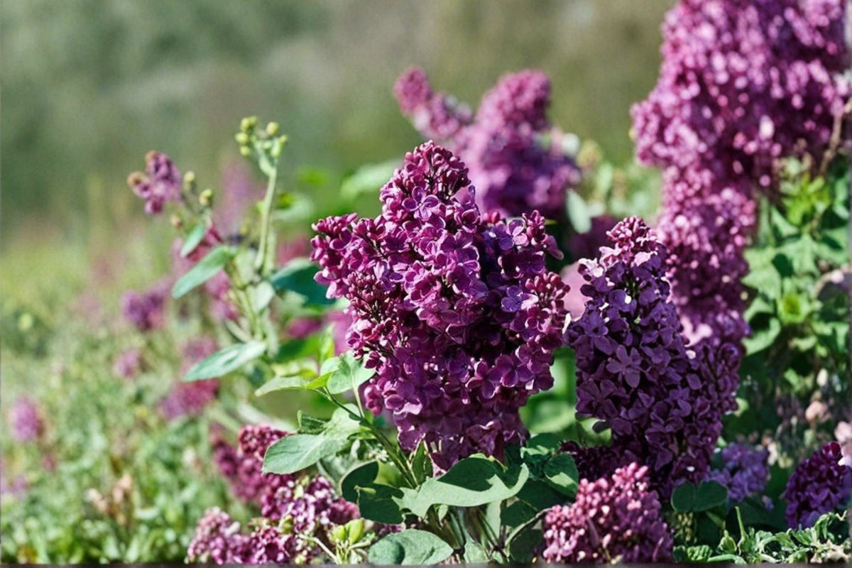 Purple Lilac Live Plant - Syringa vulgaris - 2-5 Inch Tall in 4 Inch Pot