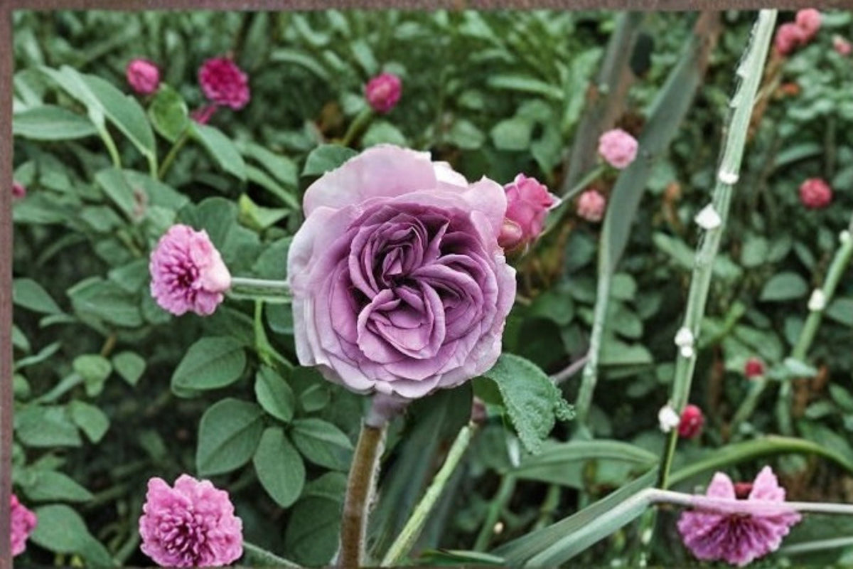 Quicksilver Climbing Rose Live Starter Plant – Lavender Purple Own Root Rose