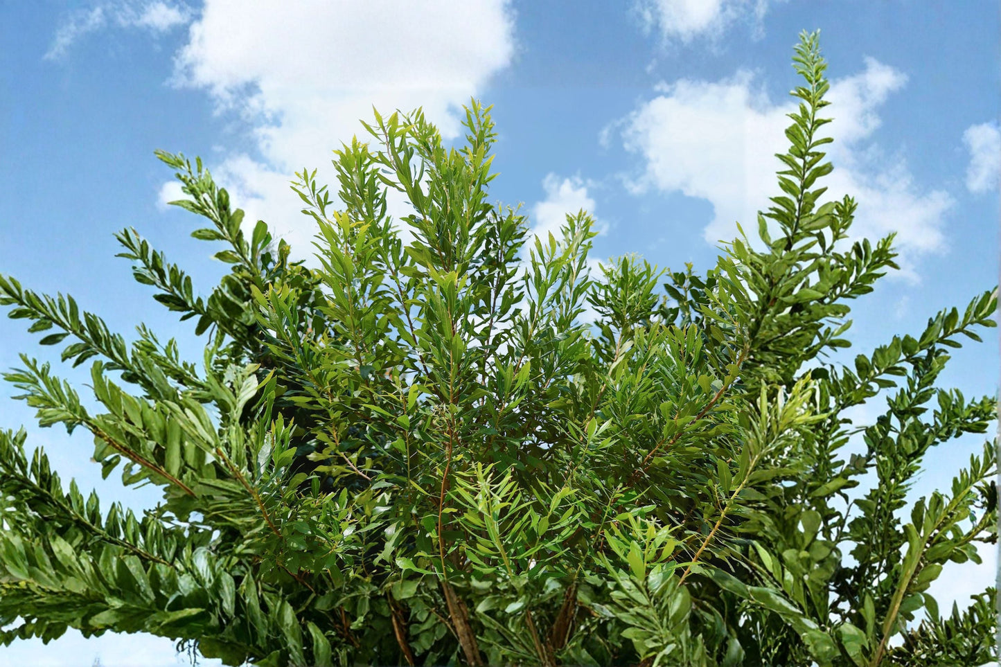 Wax Myrtle Live Plant – Evergreen Privacy Screen Shrub for Year-Round Greenery