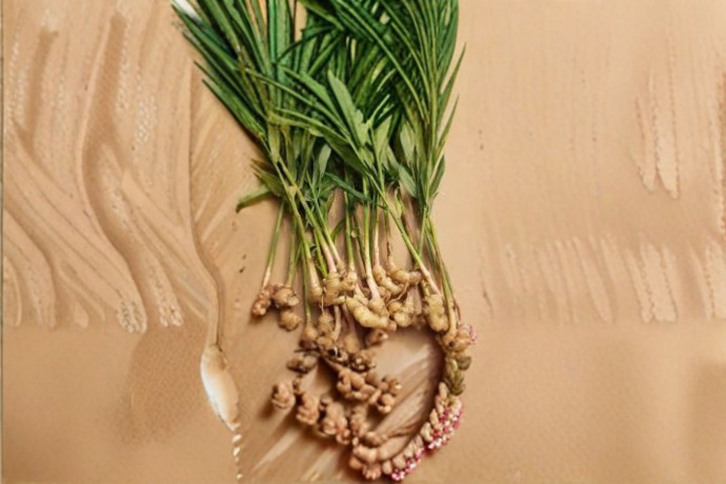 Ginger Live Starter Plant – Zingiber officinale for Edible Gardens