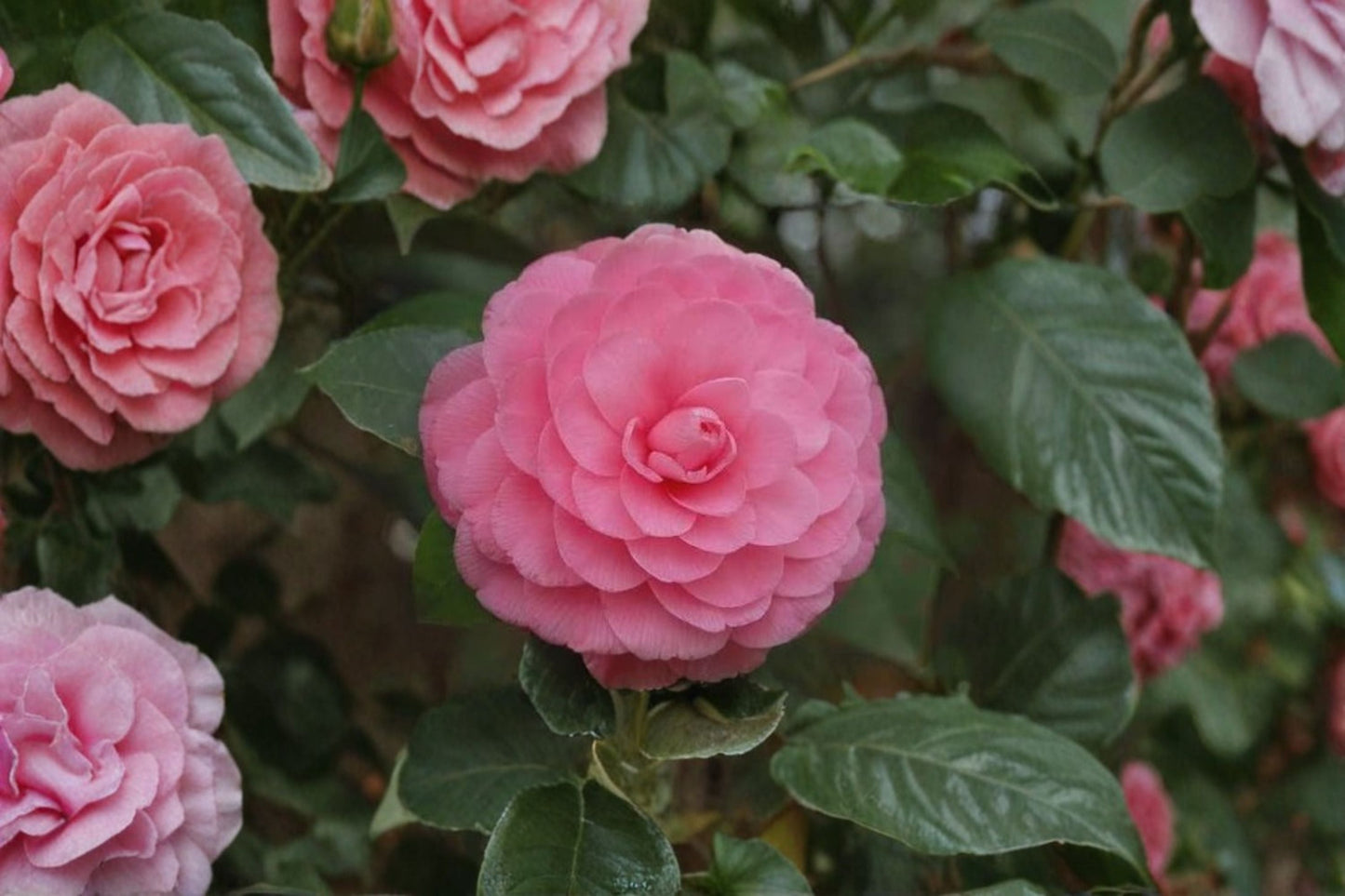 Pink Perfection Camellia Japonica Live Starter Plant – Evergreen Shade Flowering Shrub