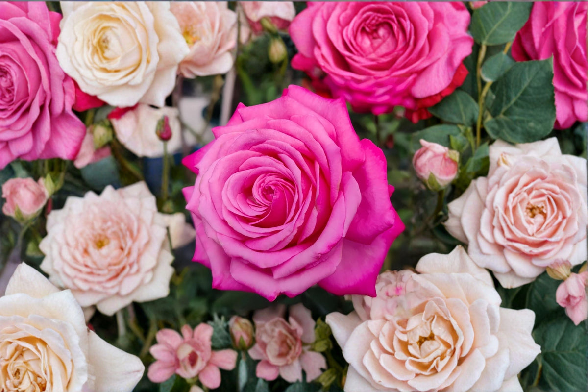 Peach Drift Rose Live Plant – Own Root Repeat Blooming Shrub Rose
